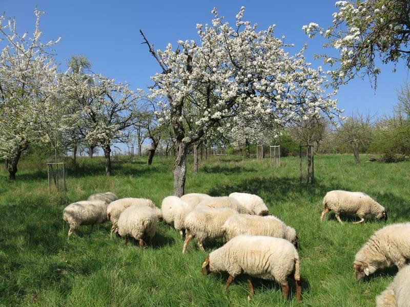Streuobst Bäume mit Schafherde