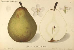 Deutsche Pomologie: Diels Butterbirne