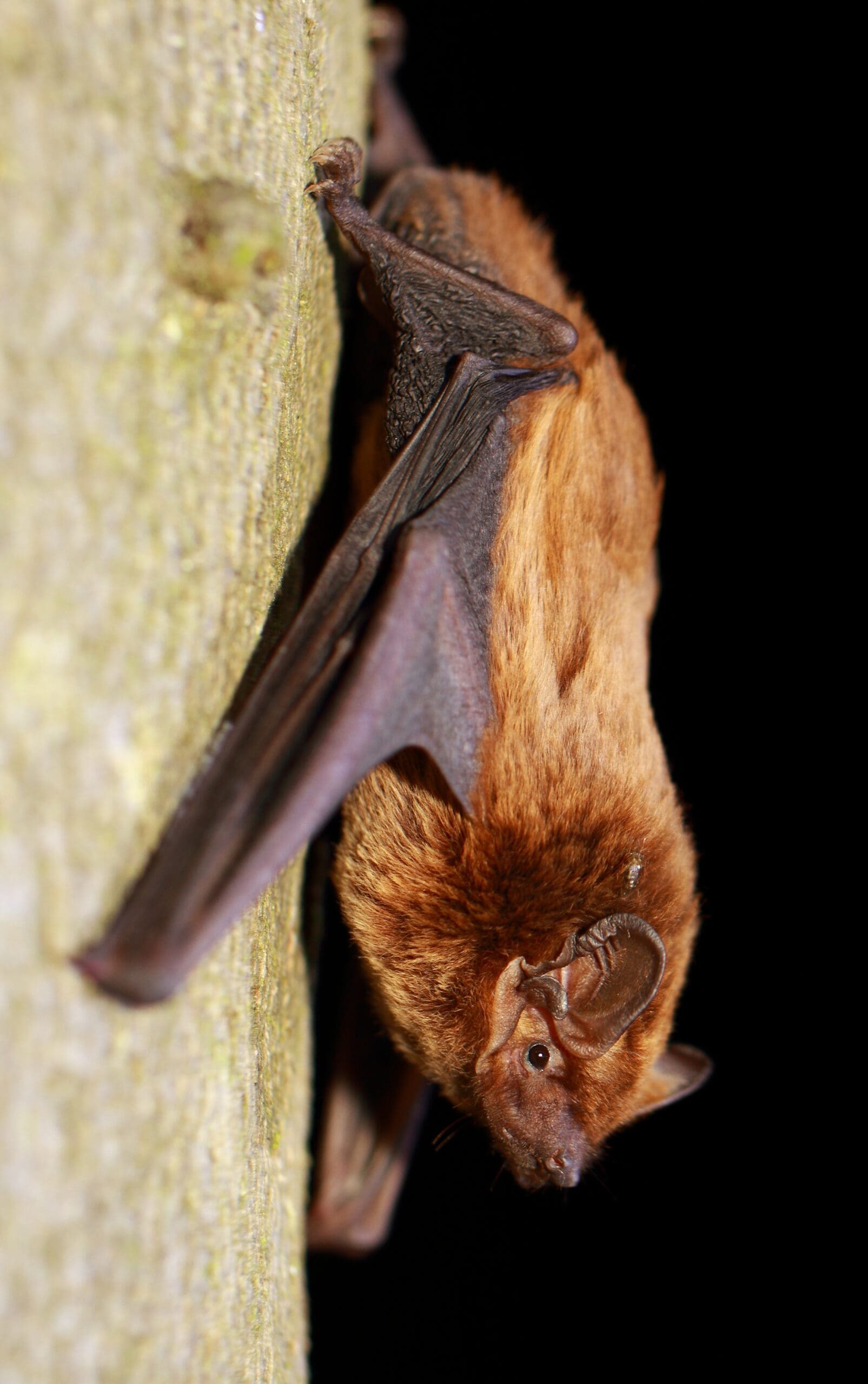 Fledermaus kleiner Abendsegler am Baumstamm mit Kopf nach unten
