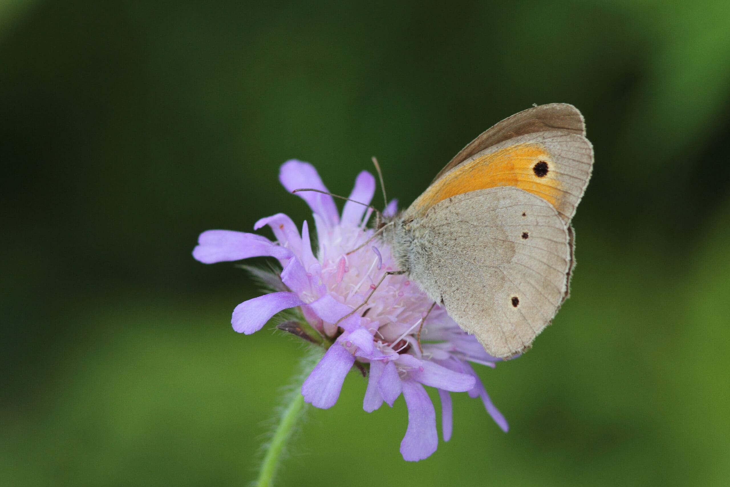 Schmetterling rotbraunes Ochsenauge