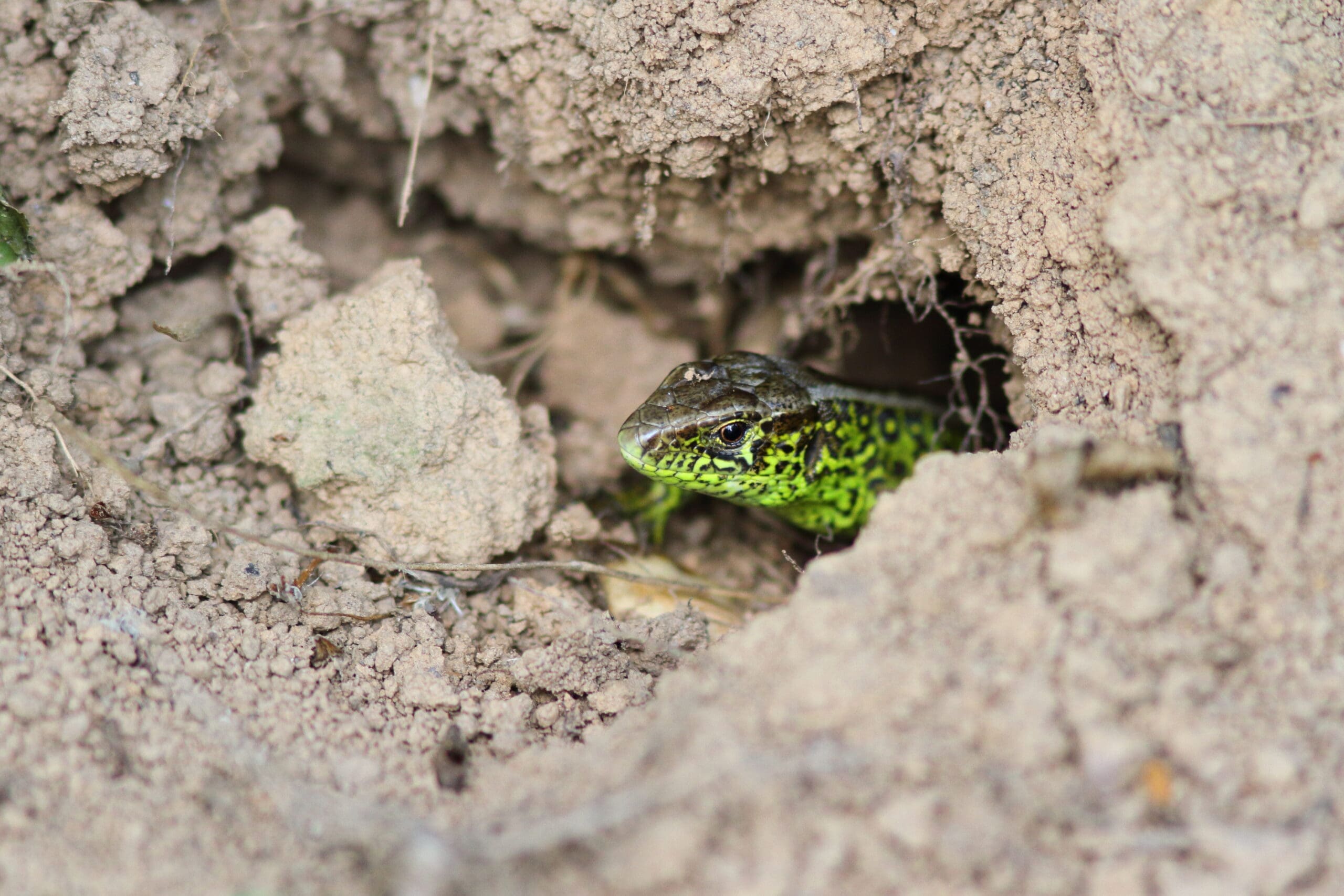 Zauneidechse die aus einem Erdloch schaut