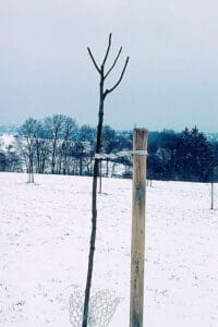 Pflanzschnitt bei Apfelbaum