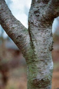 Schlitzast am Jungbaum