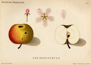 Deutsche Pomologie: Edelborsdorfer