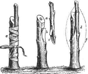 Darstellung Veredelung aus der Encyclopædia Britannica von 1911