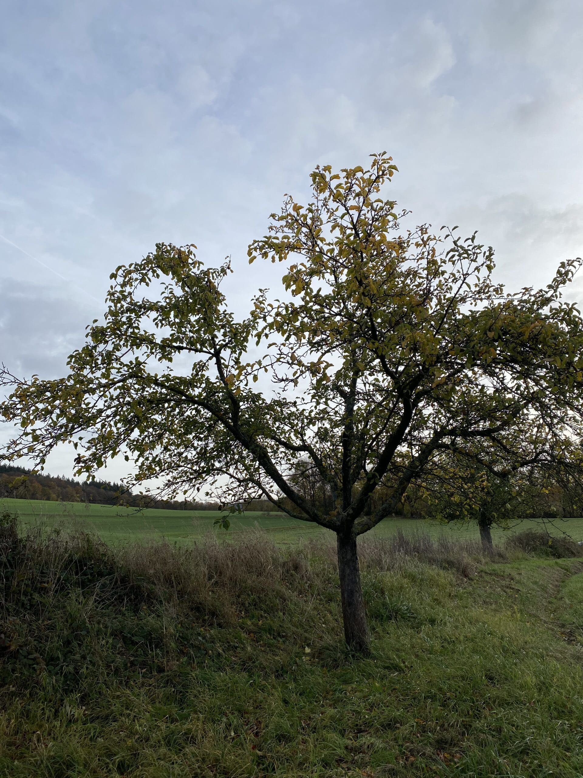 Gepflegter Apfelbaum