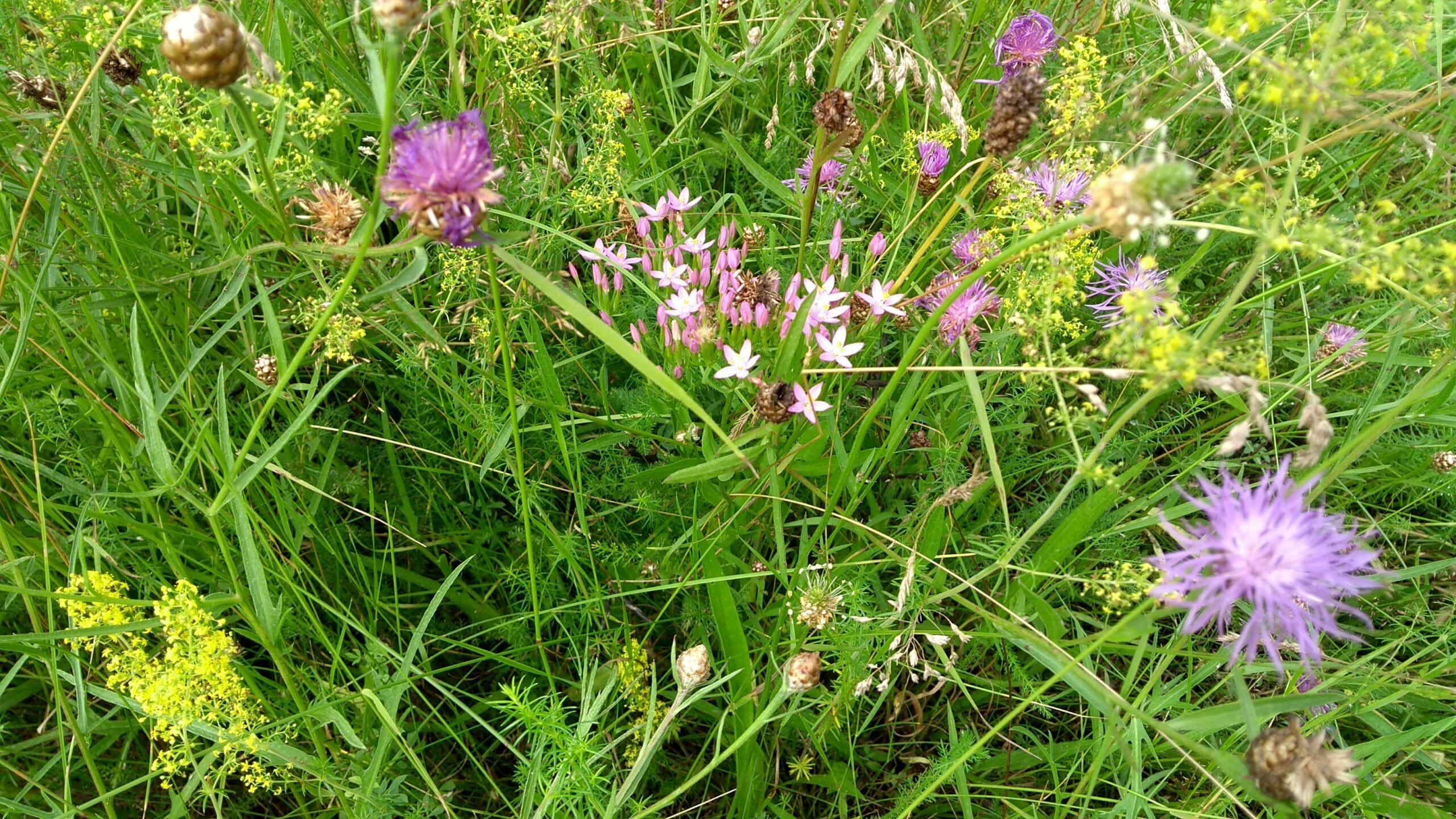 Wiese mit verschiedenen Blumen.