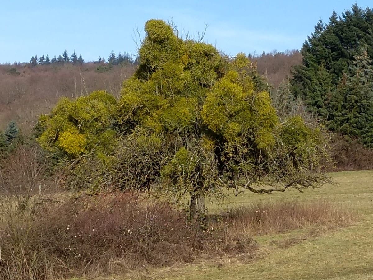 Ungepflegter Apfelbaum mit starkem Mistelbefall