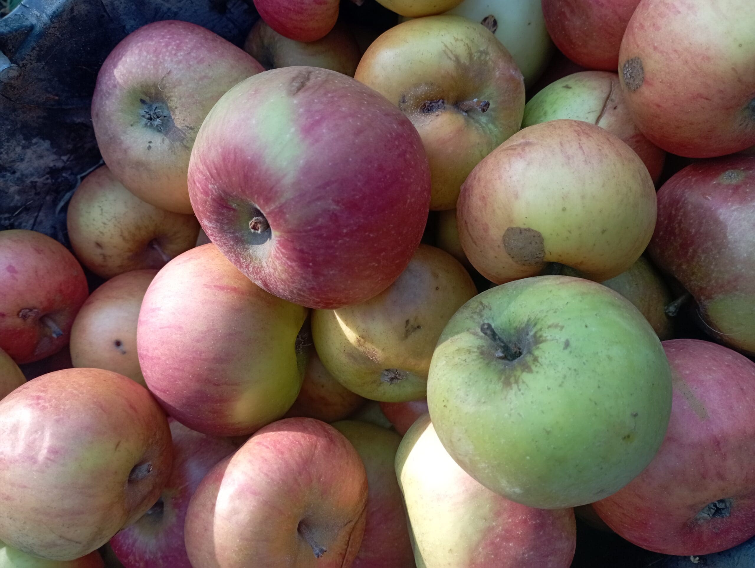 große und kleine Streuobstäpfel
