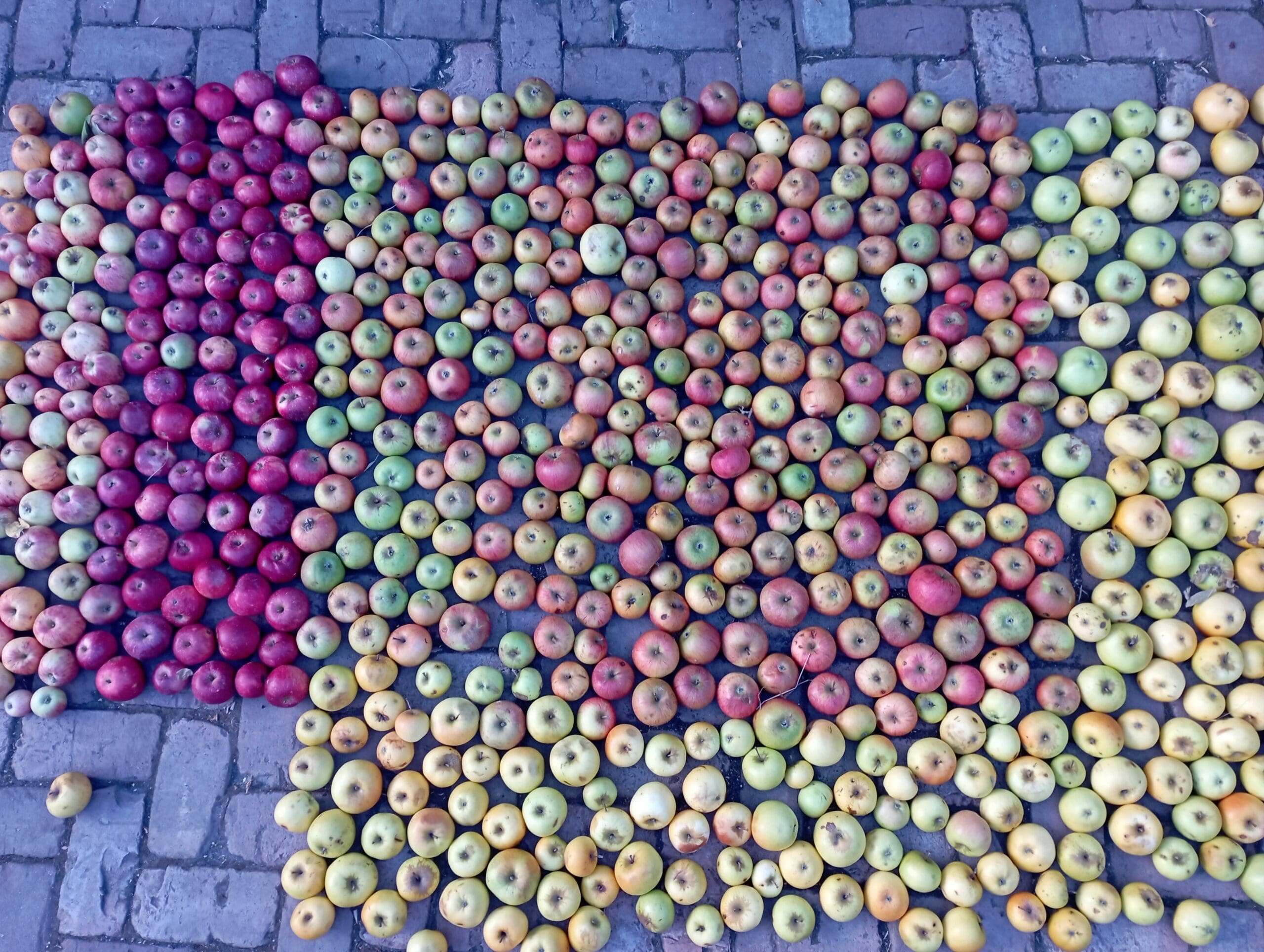 Streuobstwiesen Äpfel liegen nach Sorte und Farbe sortiert auf dem Pflasterstein