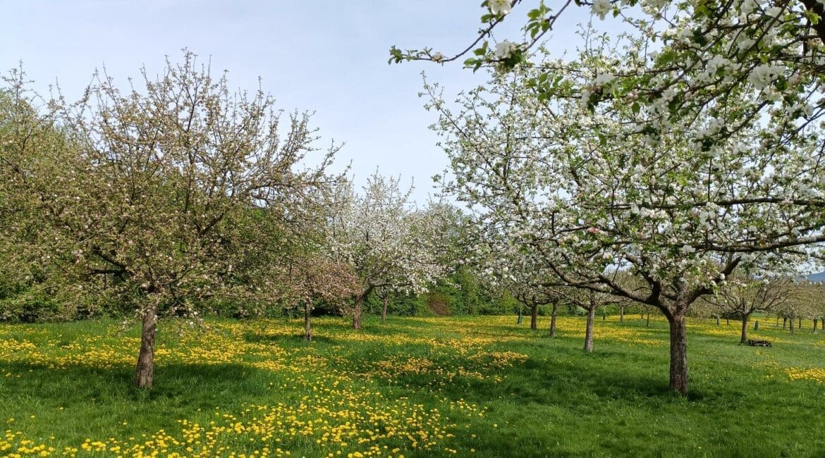 Blühende Obstbäume auf einer Wiese