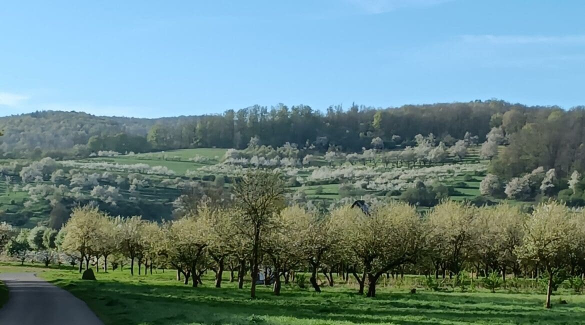 Streuobstwiese in Witzenhausen