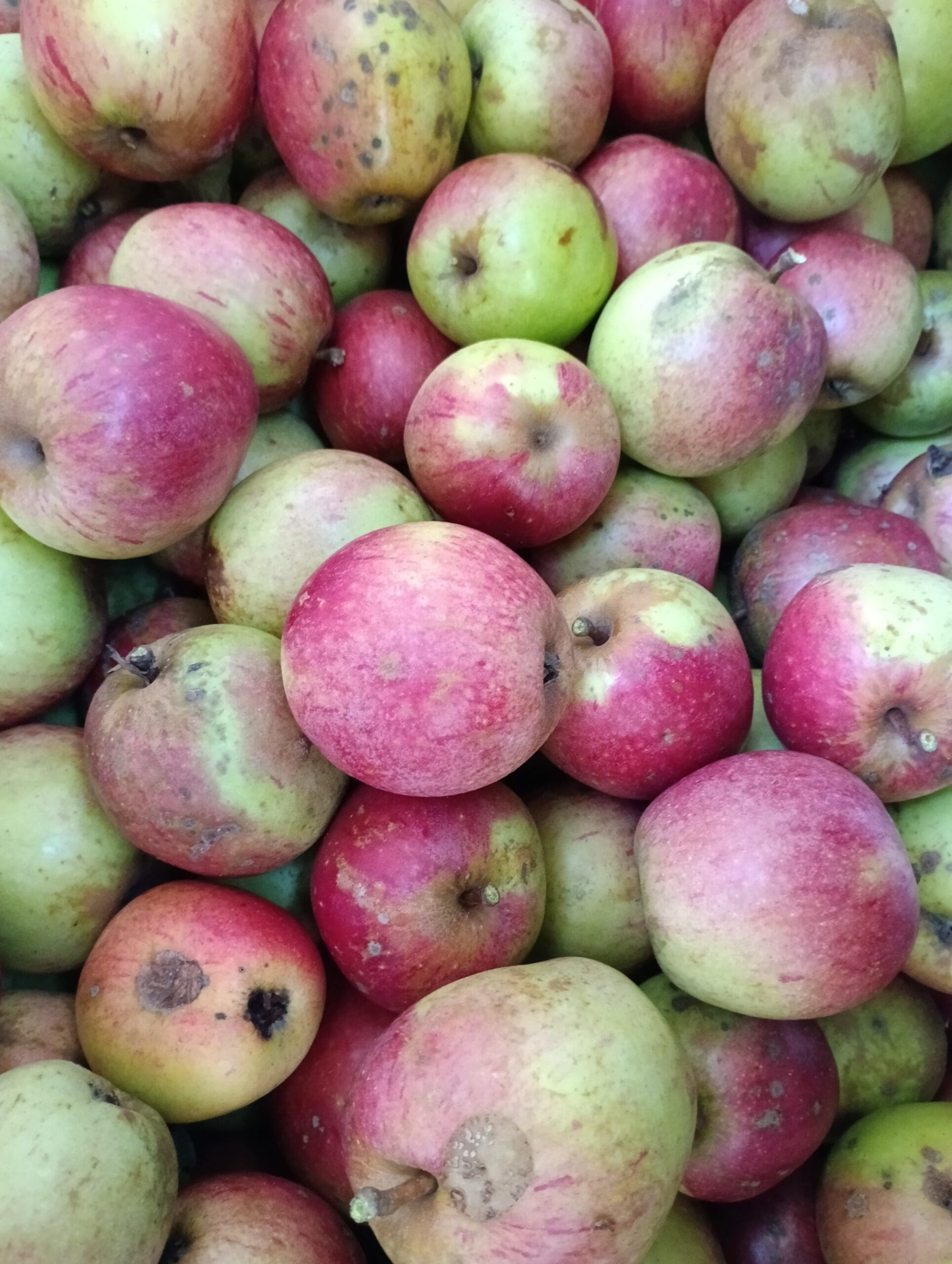 Viele Äpfel Sorte Bohnapfel