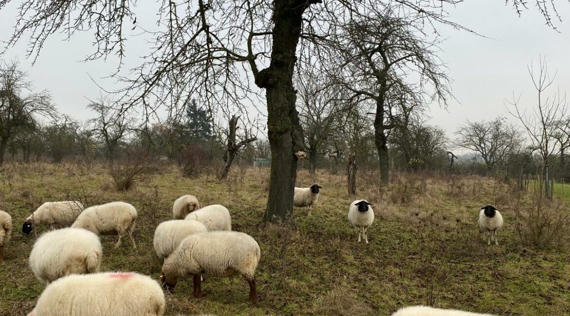 Schafe unter Obstbäumen