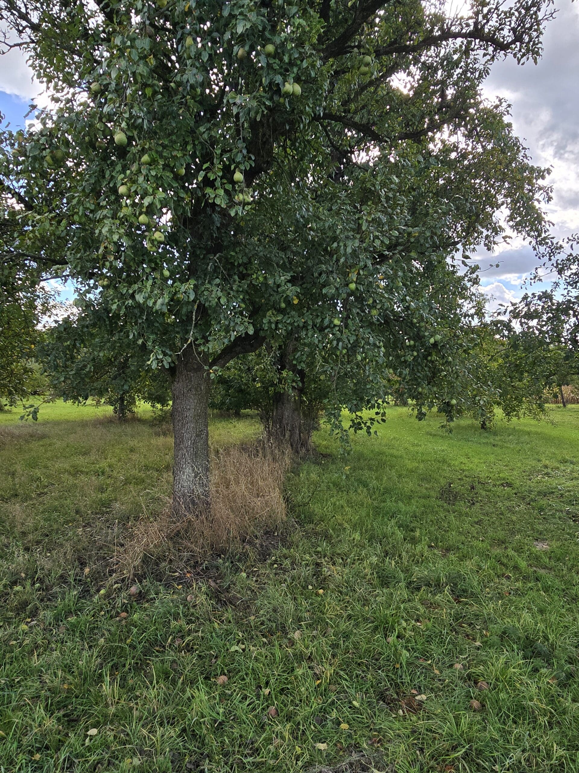 Birnen Baum auf einer Streuobstwiese