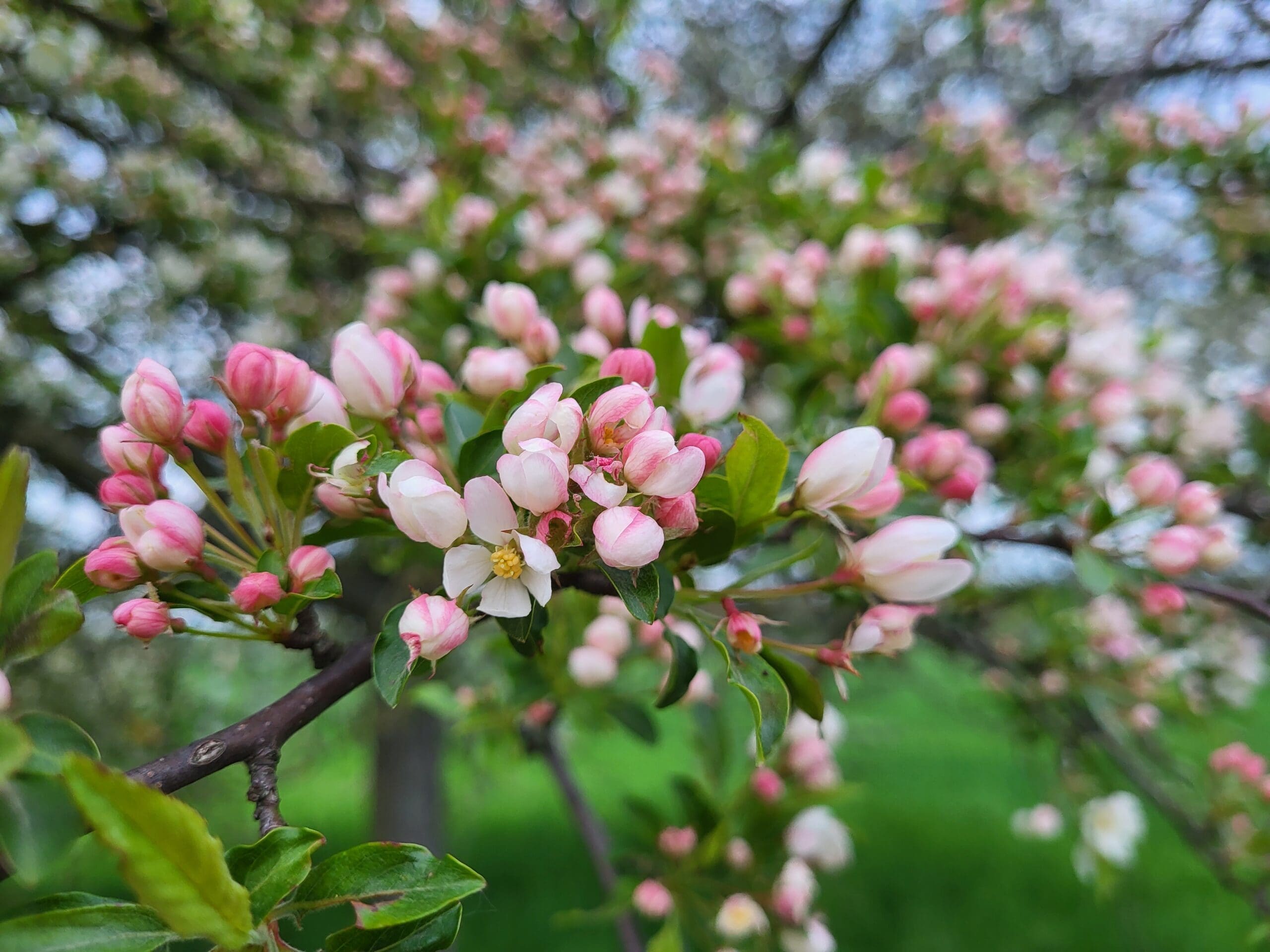 Satte Apfelblüten rosa weiß