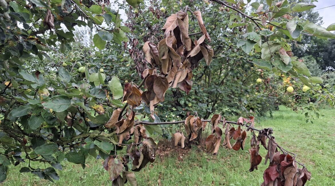 Feuerbrand an Quittenbaum. © Tobias Stroch, LLH