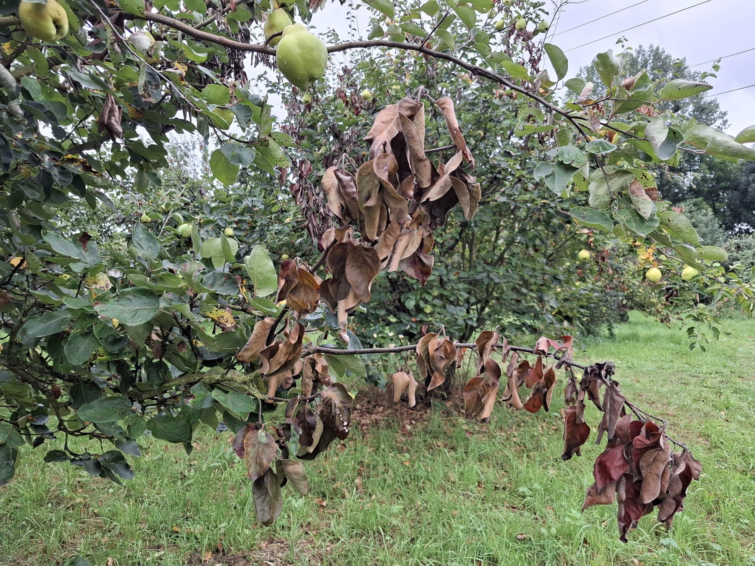 Feuerbrand an Quittenbaum. © Tobias Stroch, LLH