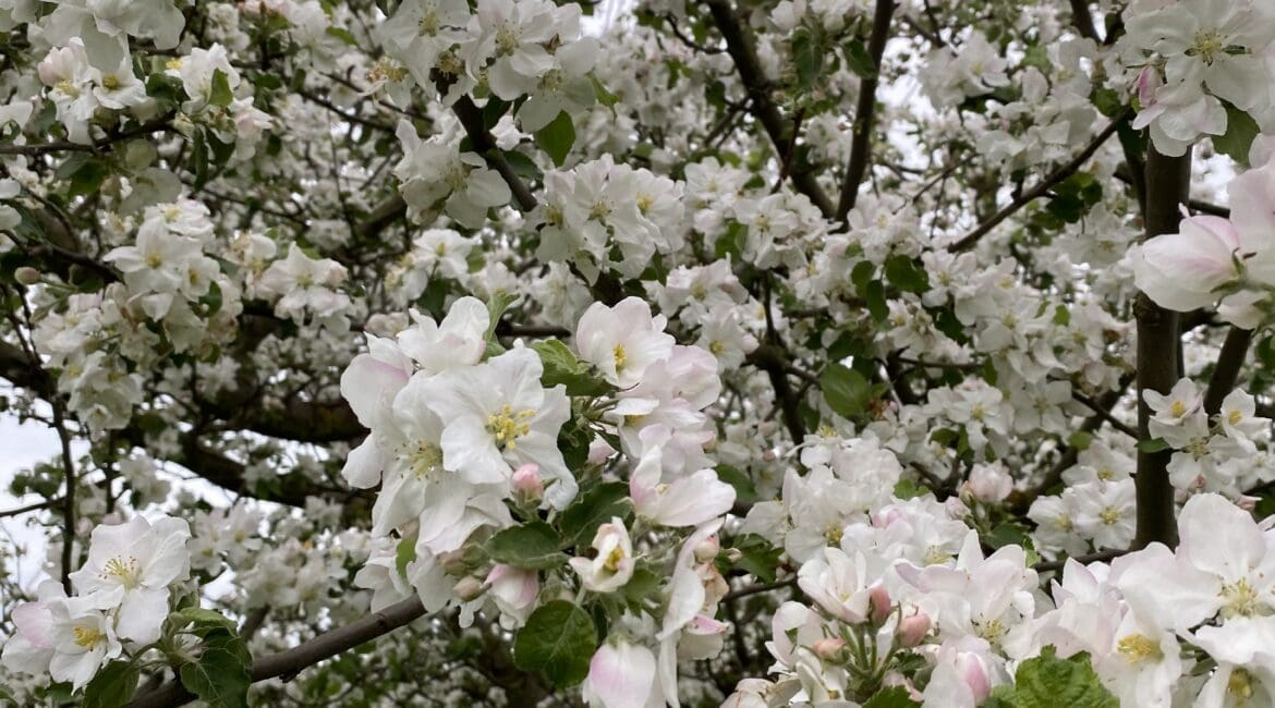 Apfelbaum in voller Blüte