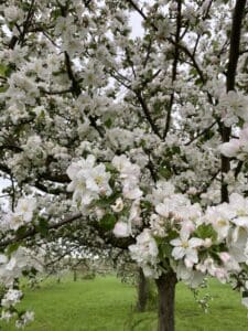 Apfelbaum in voller Blüte